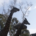 316-5556 San Diego Zoo - Giraffes